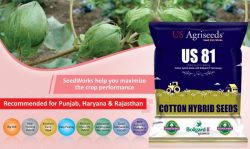 Best Cotton Seeds Company