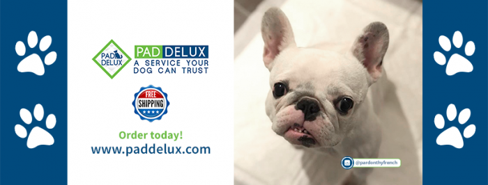 Best Quality Dog Pads – Pad Delux