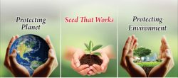Top 5 Seed Manufacturers Companies in India