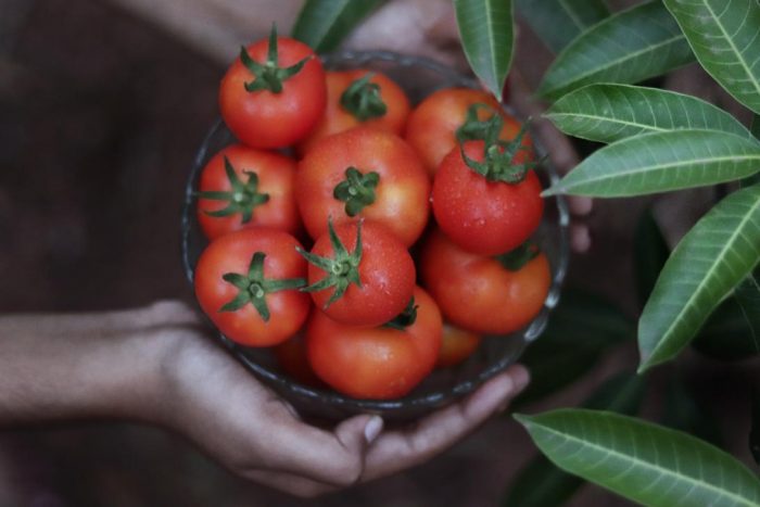 Tomatoes Specialist| John Deschauer