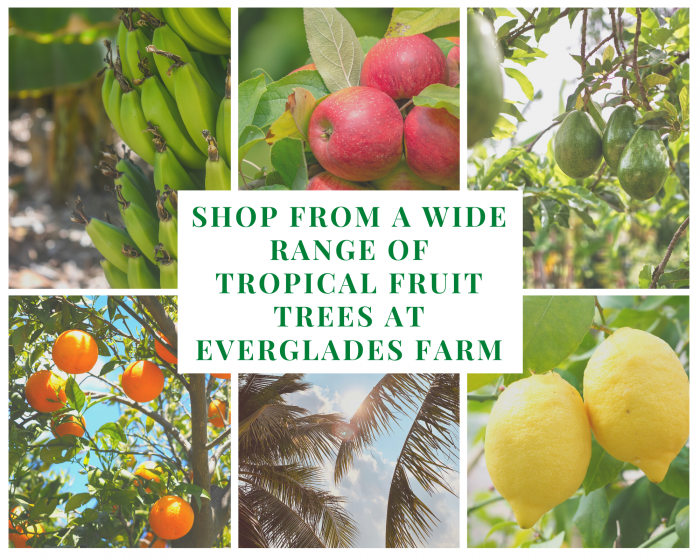 Tropical fruit Tress for sale at Everglades Farm