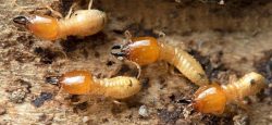 Get The Termite Control Service in Delhi