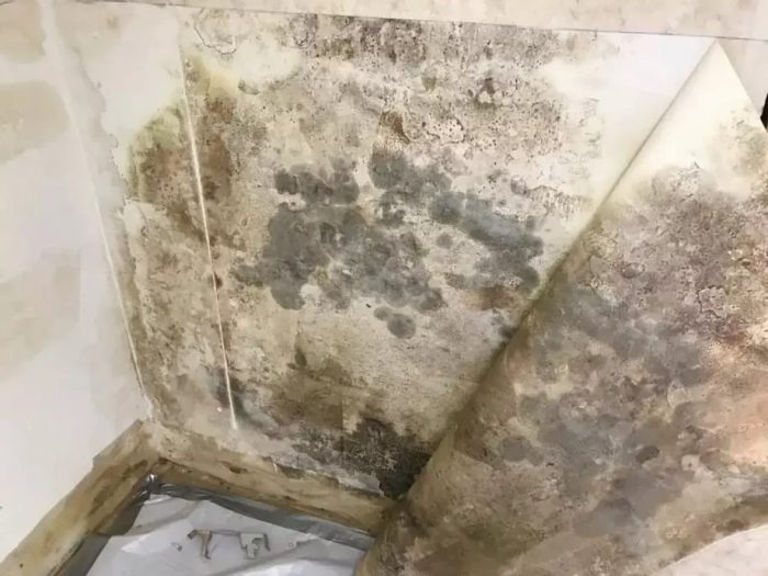 Mold, Mildew and Black Mold