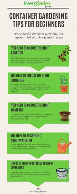 Container Gardening Tips for Beginners
