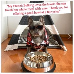 French bulldog bowl