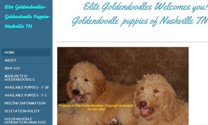 Goldendoodles Tennessee