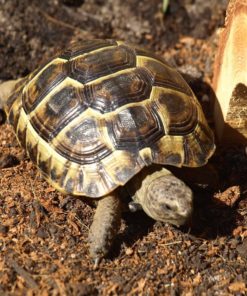angonoka tortoise for sale