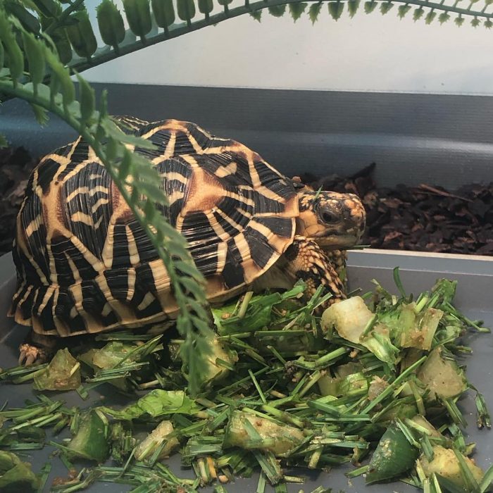 Indian stars tortoise for sale