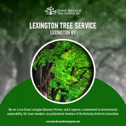 Best Lexington Tree Service in USA | Town Branch Tree Expert