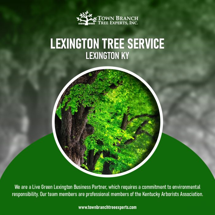 Best Lexington Tree Service in USA | Town Branch Tree Expert