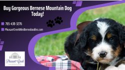 Order Your Bernedoodles Puppies Today