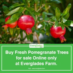 Pomegranate trees for sale