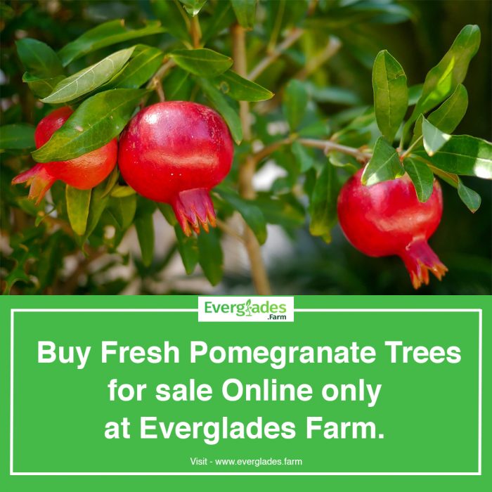 Pomegranate trees for sale
