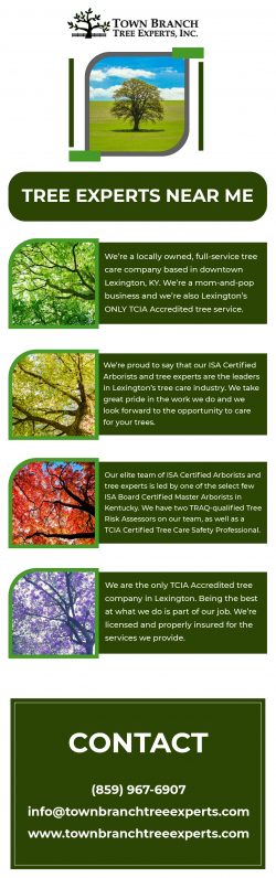 Top Most Tree Expert Service near me in USA | Town Branch Tree Expert