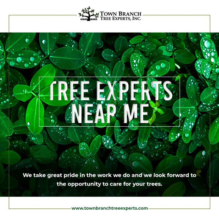 Best Tree Expert Service Near Me in USA from Town Branch Tree Expert