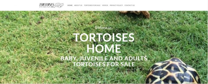 Turtle far sale in USA