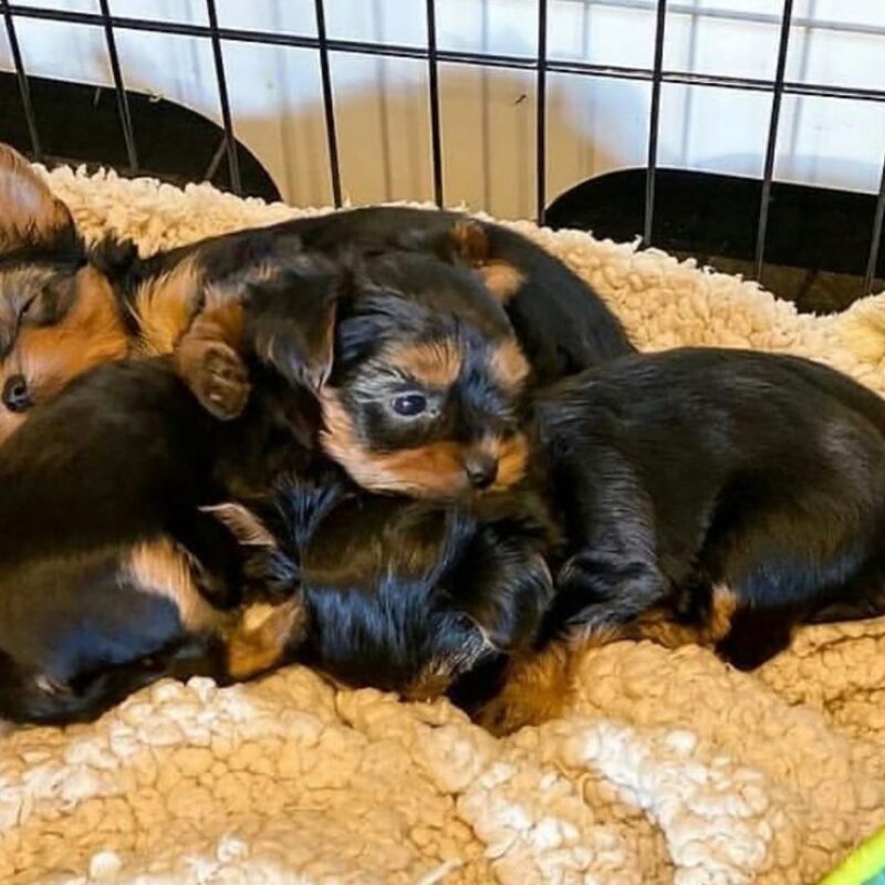 Tiny Yorkshire Terrier Puppies For Sale