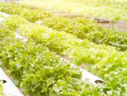 Grow Lights For Lettuce