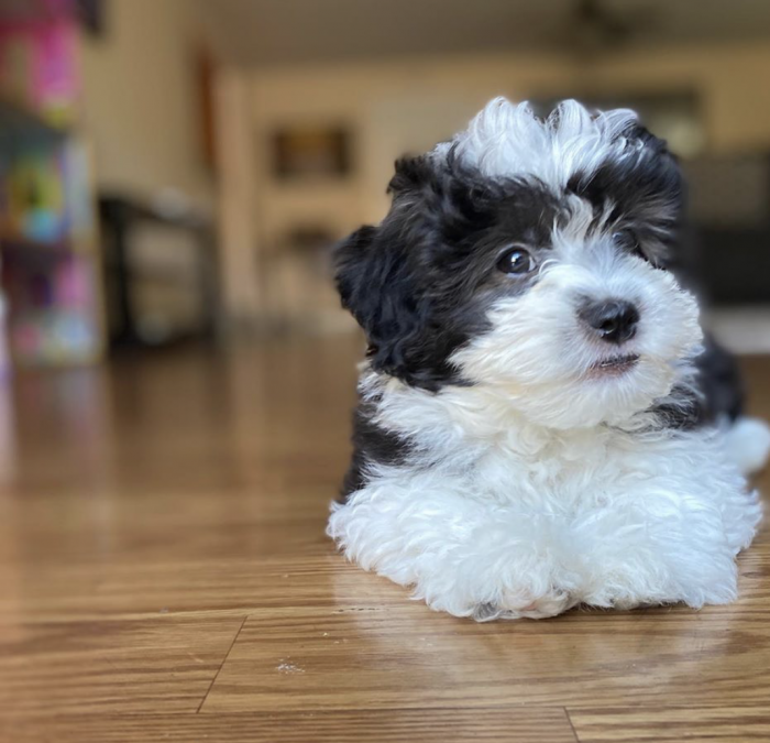 https://maltipooparadisehome.com/teacup-puppy-for-sale/