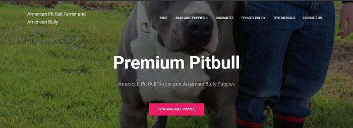 American Pitbull Terrier for sale