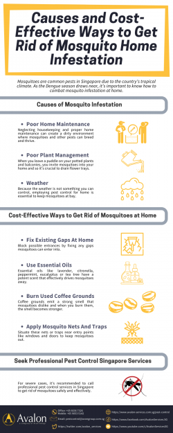 Causes and Cost-Effective Ways to Get Rid of Mosquito Home Infestation
