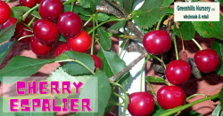 Cherry Espalier | Greenhills Nursery