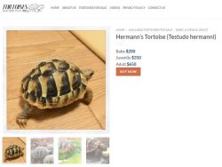 Hermann’s tortoise for sale