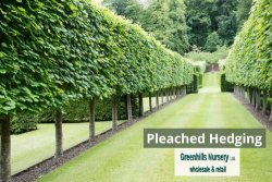 Pleached Hedging | Greenhills Nursery