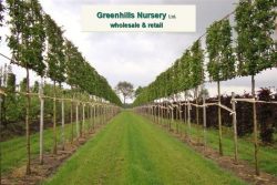 Pleached Hornbeam for sale | Greenhills Nursery