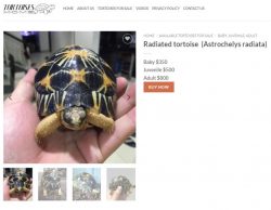 Tortoise for sale USA
