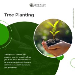 Best Tree Planting Services in Lexington KY | Town Branch Tree Expert