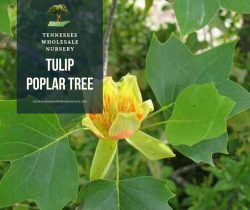 Buy Tulip Poplar Trees For Sale From Tennessee Wholesale Nursery