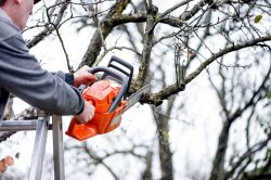 What Equipment Required for Do-It-Yourself Tree Care?
