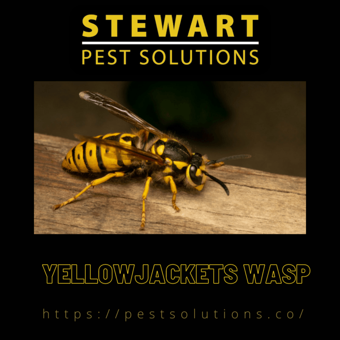 Yellowjackets Wasp – Stewart Pest Solutions
