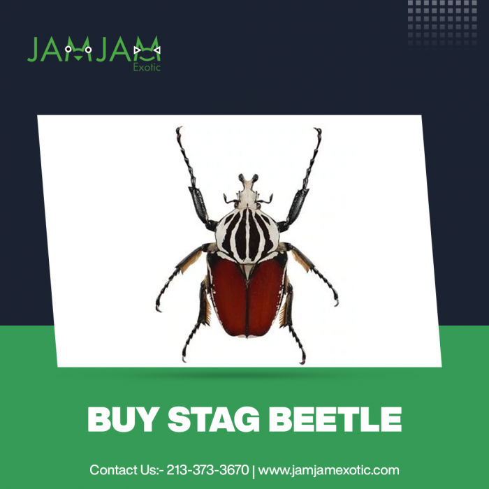 Buy the Stag beetle