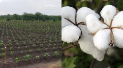 Cotton Seeds Company – seedworks.com