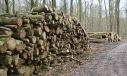 Wood Burning Logs For Sale Near Me