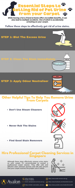 Essential Steps to Getting Rid of Pet Urine from your Carpet