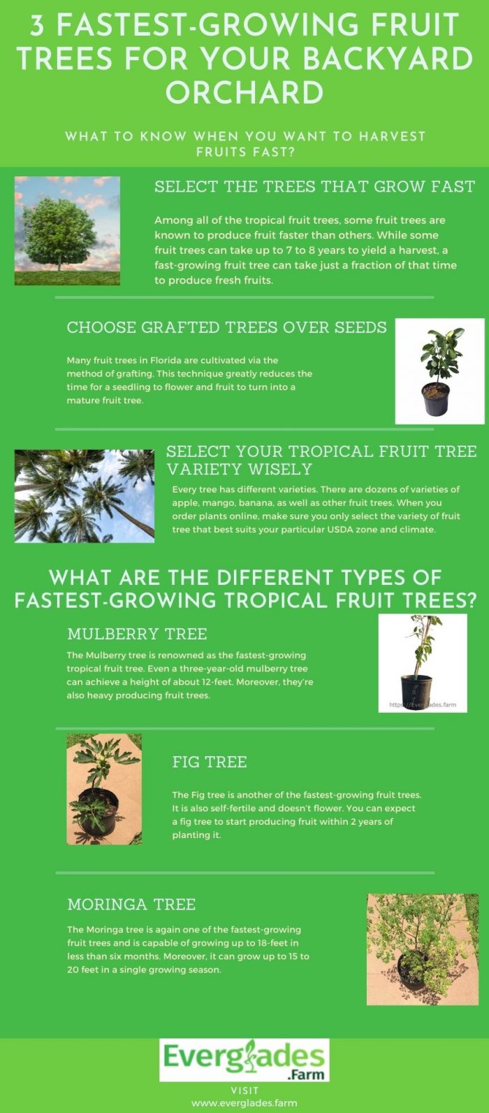 Fastest-Growing Fruit Trees for Your Backyard Orchard