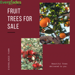 Fruit trees for sale in Florida