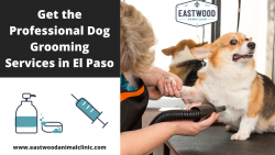 Get the Professional Dog Grooming Services in El Paso