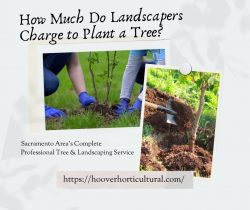What Is The Estimated Cost to Plant a Single Tree by Landscapers?