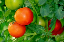 Tips Grow Delicious Tomatoes by John Deschauer