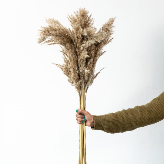 Buy Dried Pampas Grass Natural Brown Online India | Home Decor | Whispering Homes