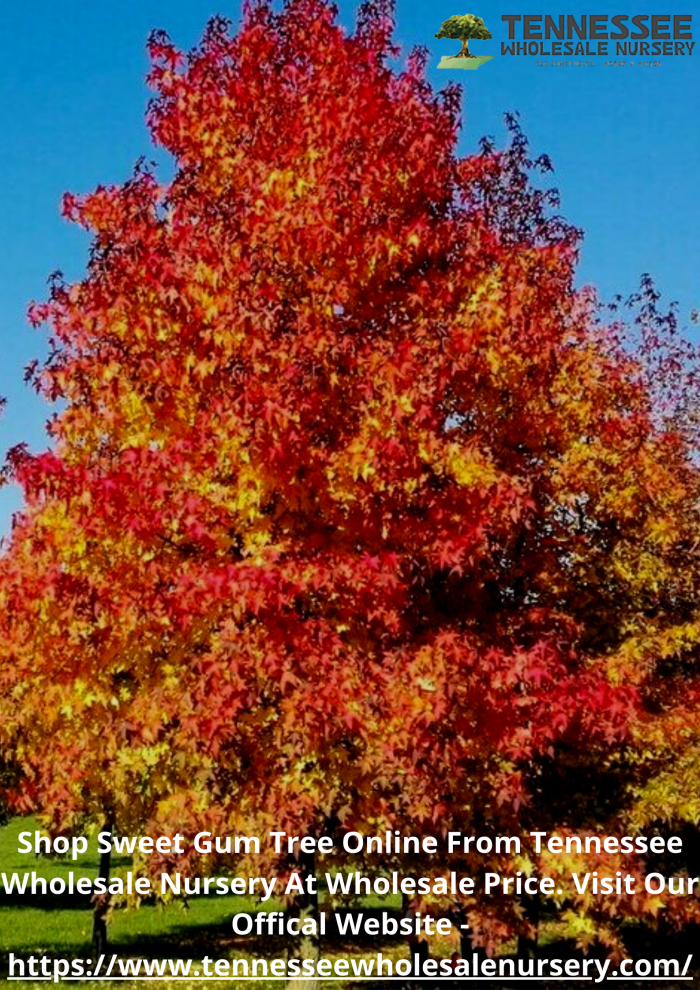 Top Seller Of Sweet Gum Tree & All types of plants At Tennessee Wholesale Nursery