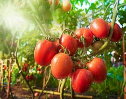Health Benefit Of Growing Tomatoes