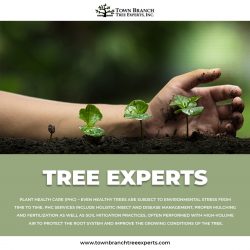 Top Tree Experts in Lexington, KY – Town Branch Tree Experts