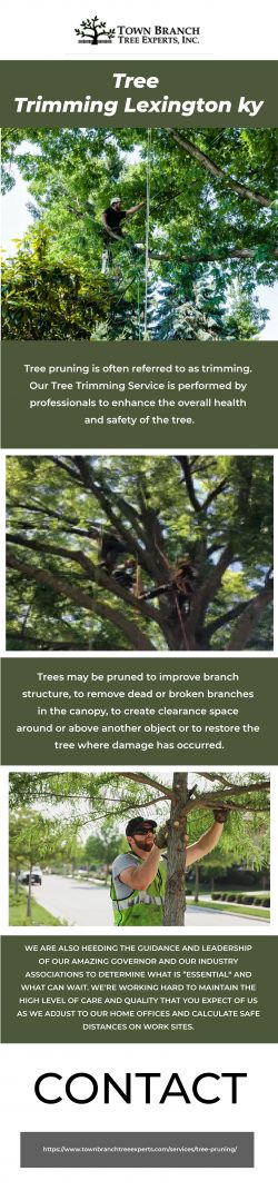 Best Tree Trimming Lexington, KY – Town Branch Tree Experts