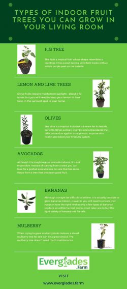 Tropical Indoor Fruit Trees You Can Grow in Your Living Room