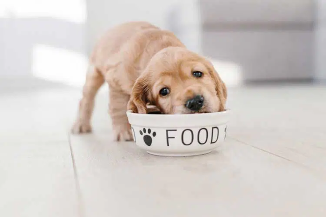 Explore The Top Five Best Dog Bowls | Study Pets